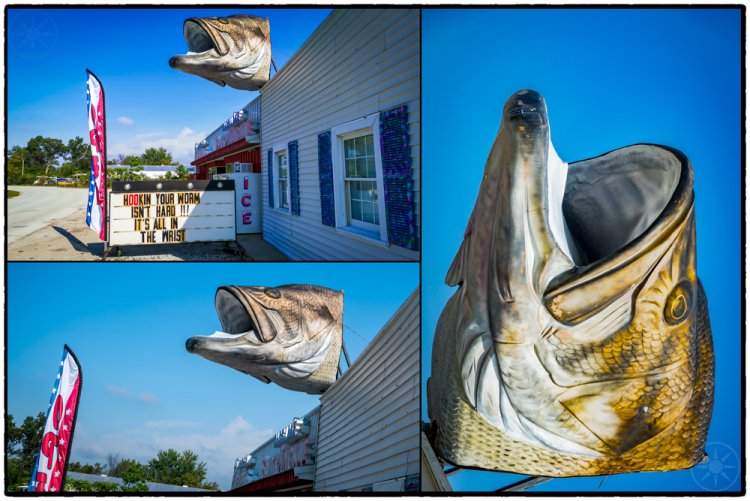 Big Fish Head