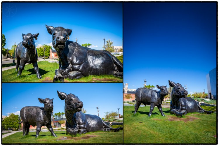 Giant Cows