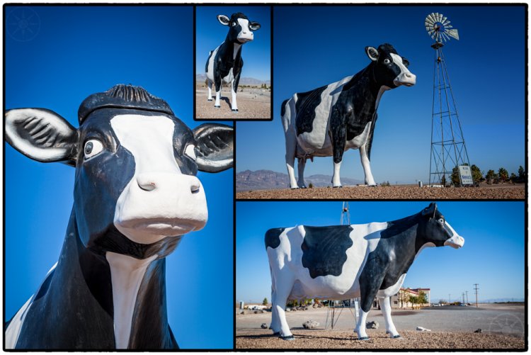 Big Bovine of the desert