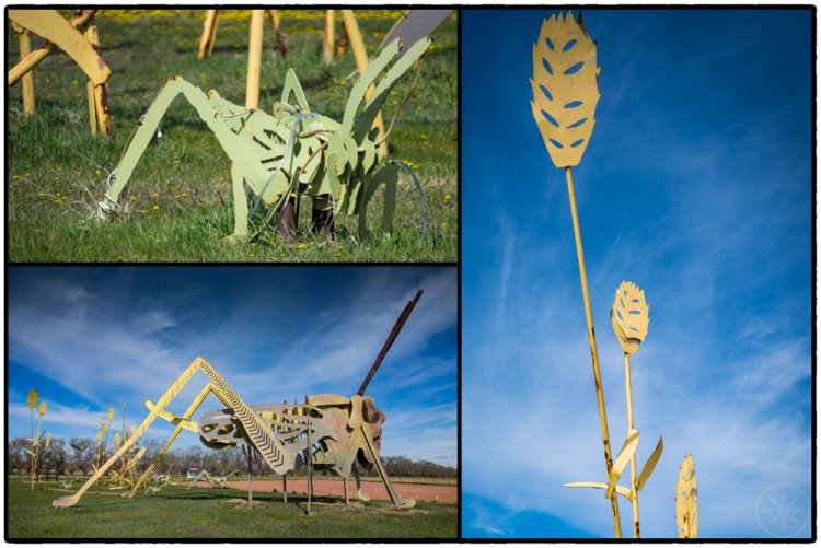 Grasshoppers in the filed