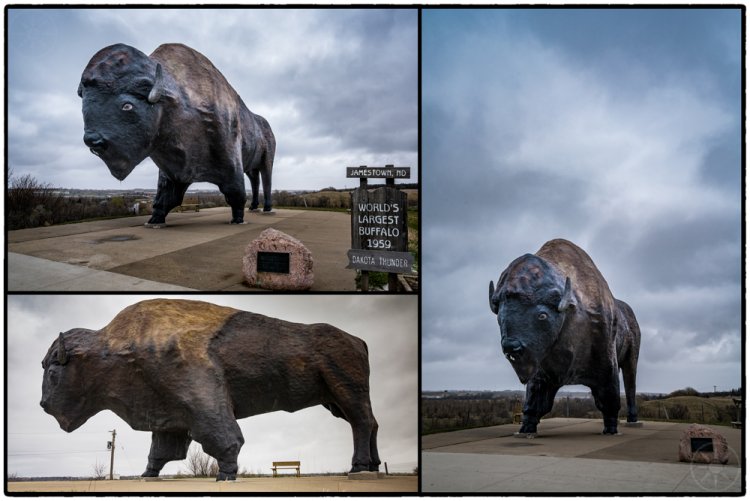 World's Largest Buffalo