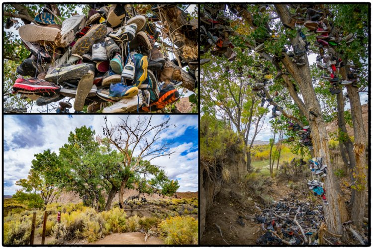 Shoe Tree Middlegate