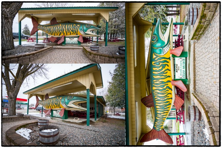 World's Largest Tiger Muskie