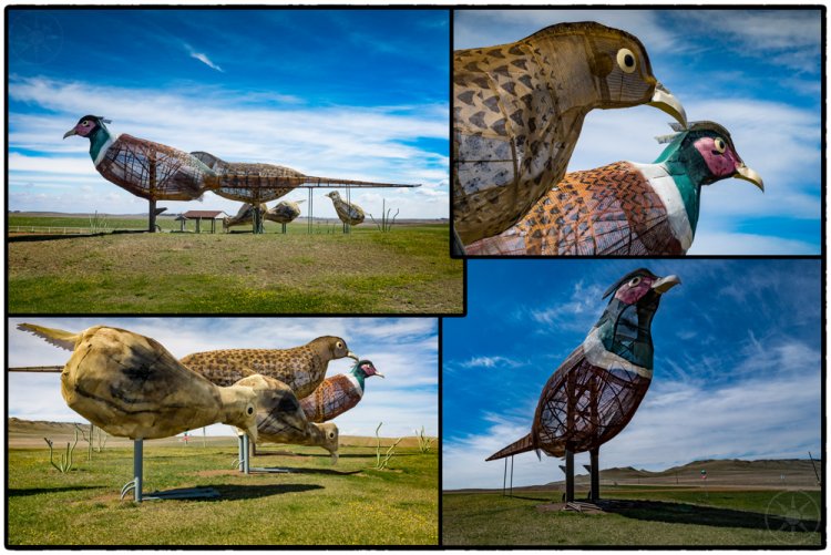 Pheasants of the Prairie